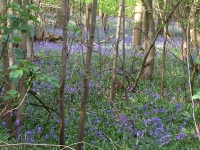 Bluebells_02