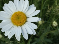 moondaisy