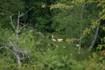 Goats in Montefegatesi