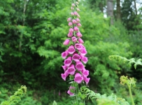 flowers_01
