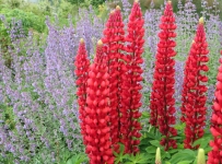 flowers_02