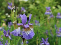 flowers_03