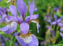flowers_04