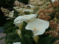 flowers_05