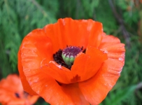 flowers_06