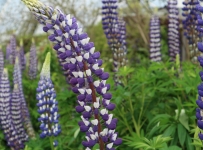 flowers_07
