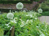 flowers_08
