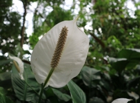 flowers_10