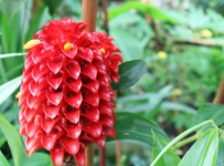 flowers_11