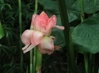 flowers_12
