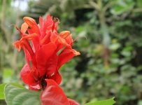 flowers_13