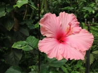 flowers_14