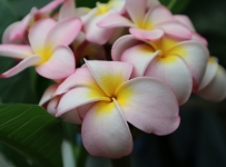 flowers_15