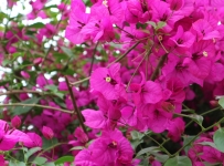flowers_16