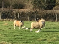 sheep_and_lambs