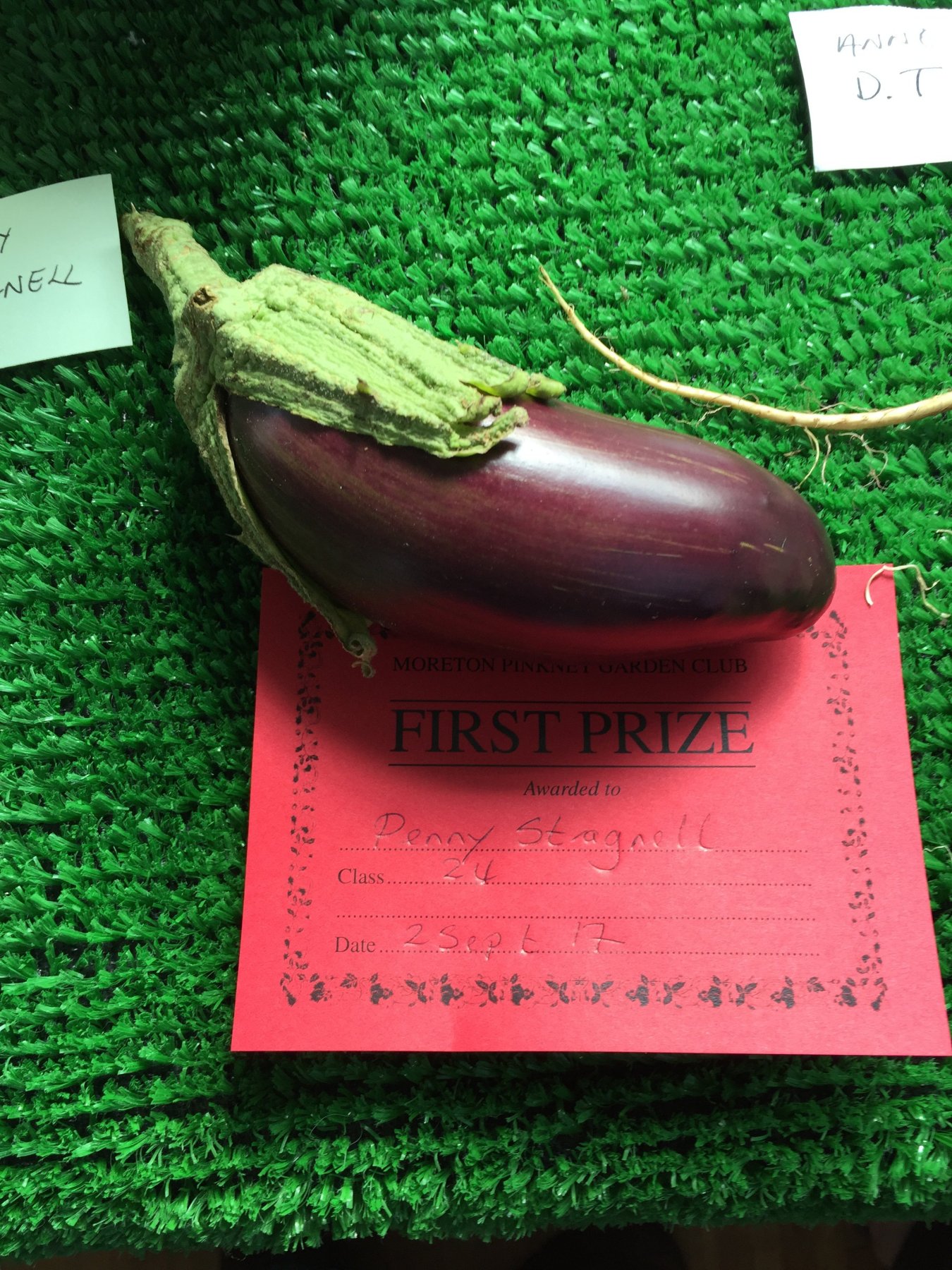 aubergine