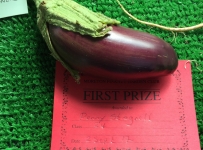 aubergine