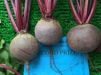 beetroot