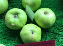 cooking_apples