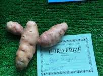 ugliest_vegetable