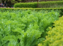 heligan_06