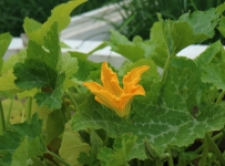 heligan_10