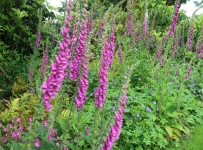 heligan_15