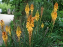 heligan_18