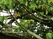 heligan_27
