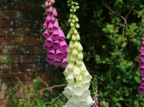heligan_28