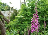 heligan_31