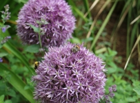 heligan_32