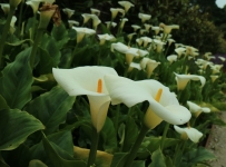 heligan_33