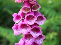 heligan_38