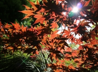 heligan_43
