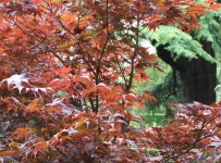 hidcote_01