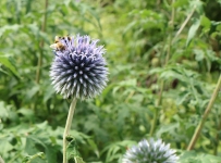 hidcote_02