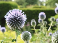 hidcote_03