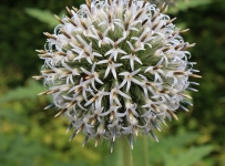 hidcote_04