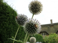 hidcote_07