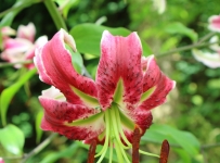 hidcote_09