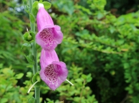 hidcote_12