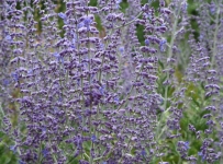 hidcote_16