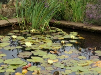 hidcote_22