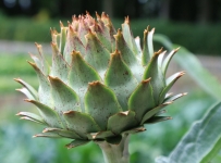 hidcote_23