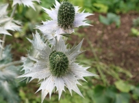 hidcote_24