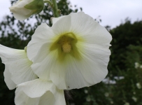hidcote_25