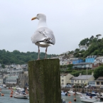 looe_04