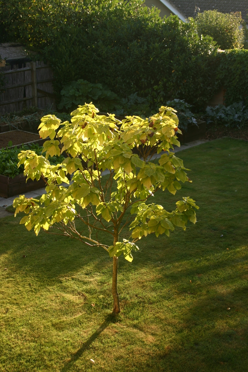 Indian Bean Tree – The Moreton Pinkney Picayune